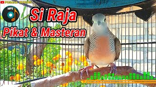 Download Lagu Mp3 SUARA PERKUTUT LOKAL PEMIKAT, PATEN UNTUK MASTERAN DAN PIKAT MP3