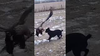 A Ruthless Power Encounter #AnimalClash #WildStrength #NatureUncut