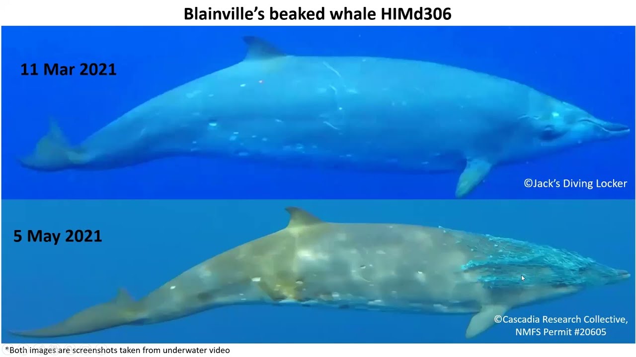 Science And Management Of Endangered And Non-Endangered Cetaceans:Case Study Of Hawaiian Odontocetes