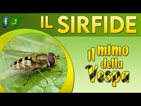 Video: Hoverfly Larve e uova - Come trovare le mosche sirfide in giardino