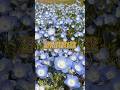 北アルプスと春の花畑ネモフィラとチューリップ