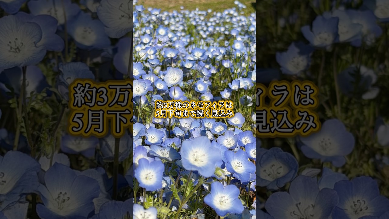 北アルプスと春の花畑ネモフィラとチューリップ