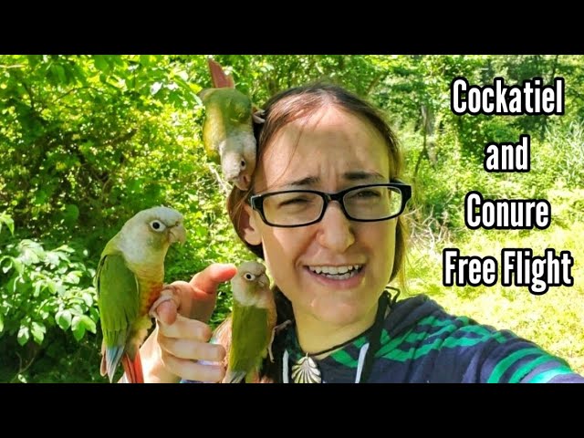 Cockatiel and Conure Free Flight Vlog (Preview) || June 12-13, 2020 class=