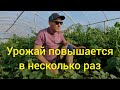 БЕСПЛАТНЫЙ И САМЫЙ ПРОСТОЙ СПОСОБ ПОВЫСИТЬ УРОЖАЙНОСТЬ!