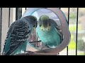 My bird doing random things🩷