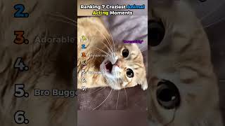 Ranking Craziest Animal Acting Moments