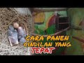 panen anakan murai batu umur 3 hari dan 4 hari tetap aman