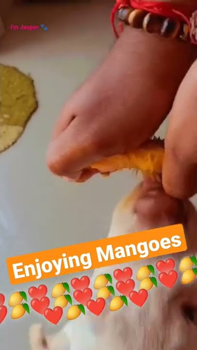 Enjoying Mangoes 🥭 #shorts #dog #pets #baby #labrador #trending #kids #mango #love #youtubeshorts