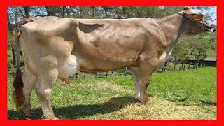 🏆 GANADO SUIZO AMERICANO DE REGISTRO EN MEXICO 🔴 Rancho el Potrero ✅ Vacas Lecheras