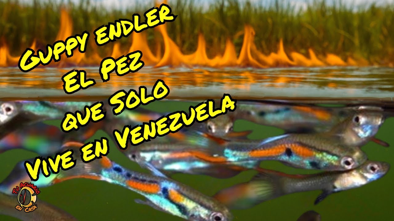 La Laguna que Arde y el Tesoro Oculto: del Guppy Endler!