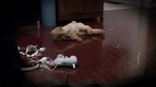 What Caused This Playful Kitty To Collapse? | My Cat From Hell What Caused This Playful Kitty To Collapse? | My Cat From Hell