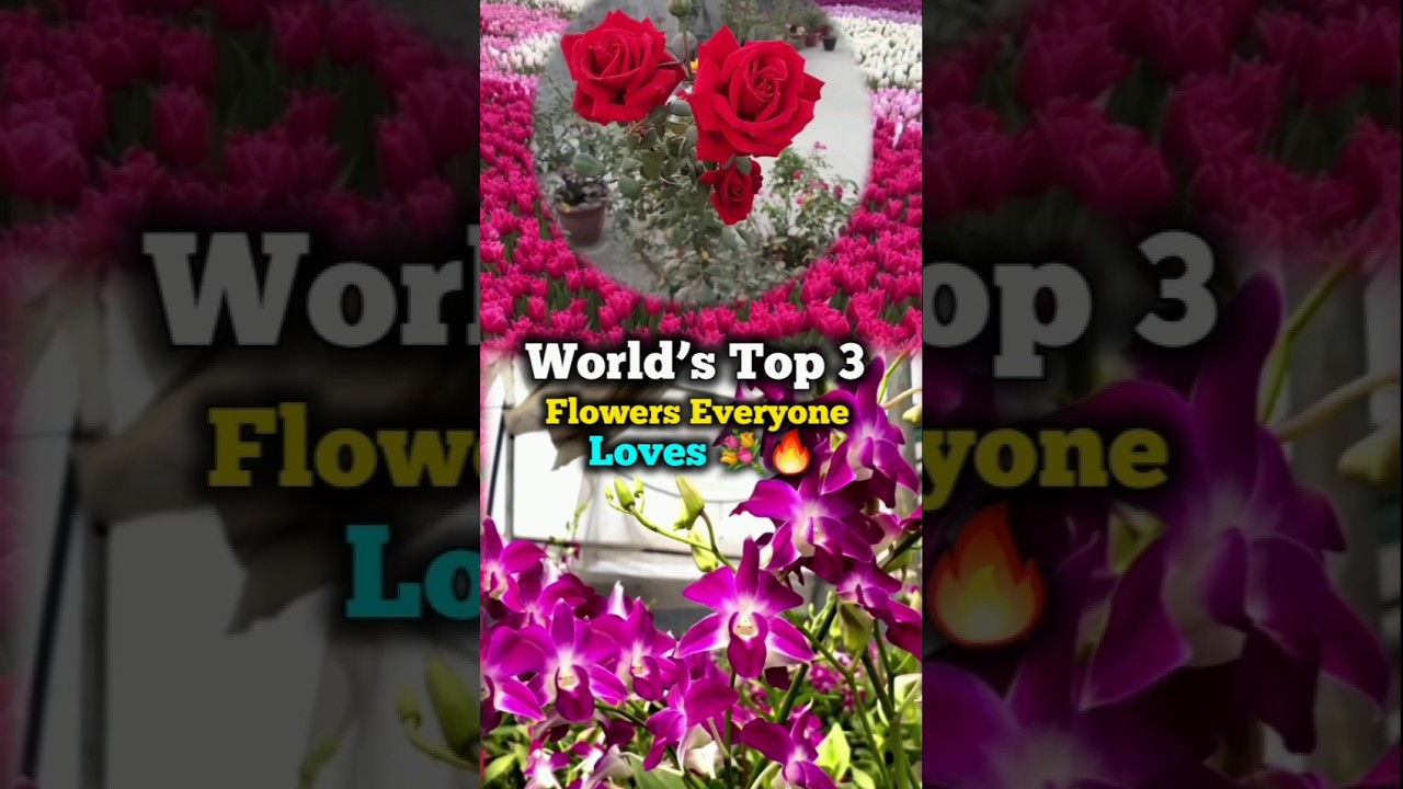 World’s Top 3 Flowers Everyone Loves 💐🔥