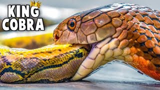 King Cobra Eats A Python!