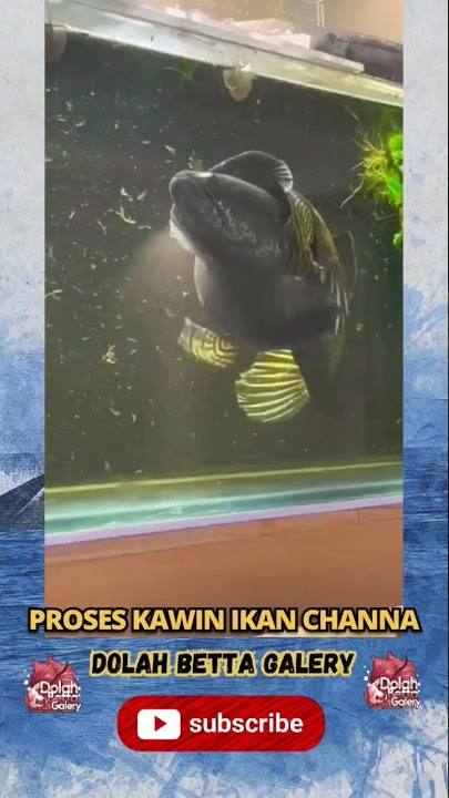 Mengintip Proses Kawin Ikan Channa #shorts #channa #breeding