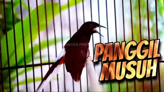 Download Lagu KALO MURAIMU GAK IKUT BUNYI JUAL SAJA #29 - PANCINGAN MURAI BATU GACOR AMPUH MP3