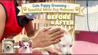 Cute Puppy Grooming - Beautiful White Dog Makeover - YouTube