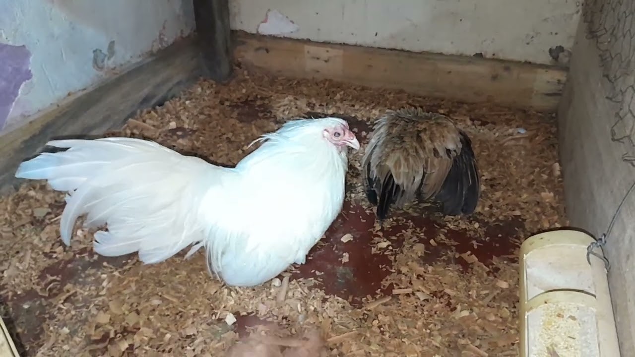 Futuro reprodutor da criação 🔥 ( EP. 13 )  #mini #kikiriki #galinha #galo #miniaturas #pintinhos 