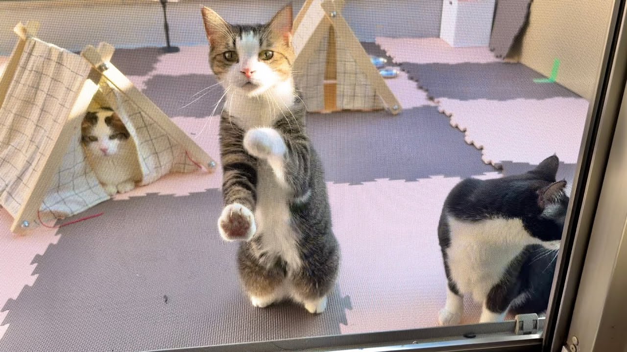 ⭐︎ランランページひ⭐︎のびねこ他⑥ ⭐︎ランラン様専用ページ⭐︎のびねこベビー＆のびしば他