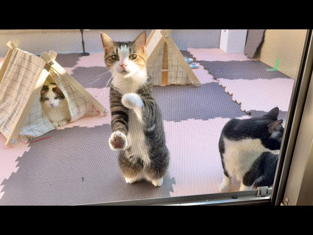ベランダから覗いてくる猫がいます - YouTube