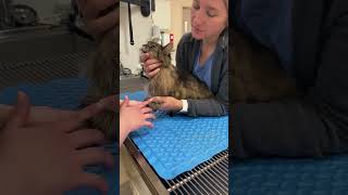 Skill Feline Cephalic Restraint