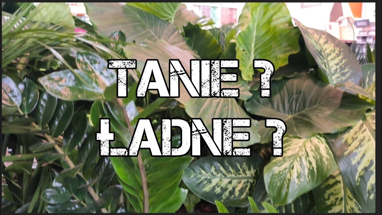 Musicie to zobaczyć 