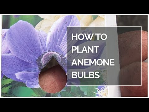 Видео: Как изглеждат луковиците на Anemone blanda?