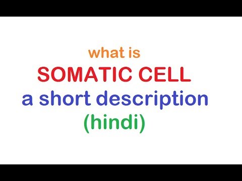 SOMATIC CELL, diploid, haploid