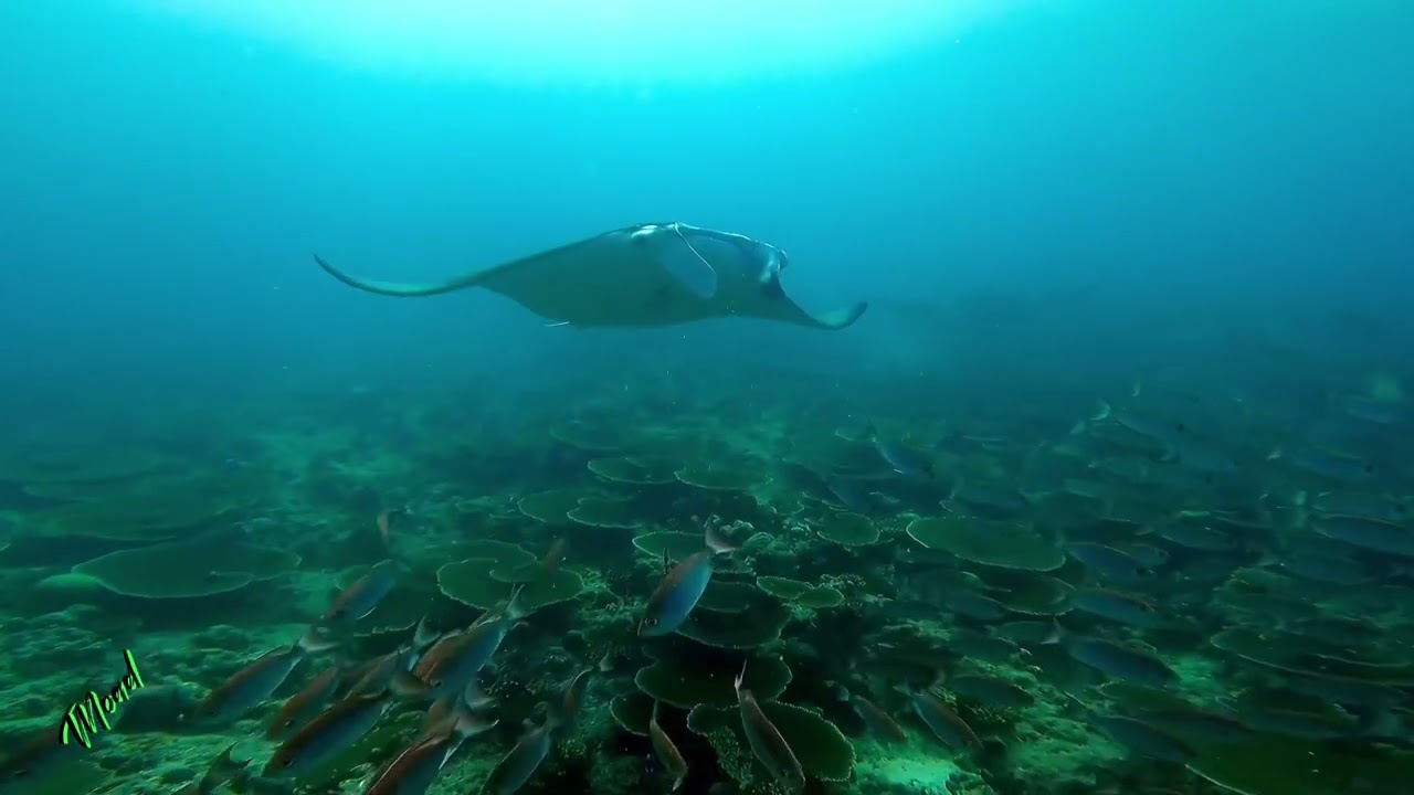 Crescent-tail Bigeye Fish and Manta