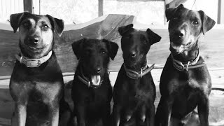 Jagdterrier Brasil Filhotes Mestres Da Toca