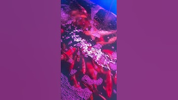 Cá cảnh bò cười p1 thị xã gò công