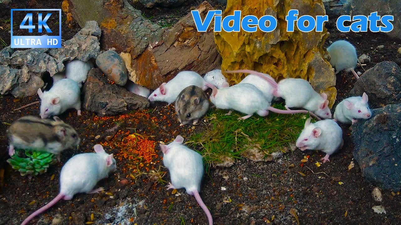 Cat TV for Cats to Watch 😺 Mice Sniffing Around Forest Ground and Logs | 3.5H 4K UHD
