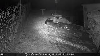 trail cam rock dinner plate, 9/27/25