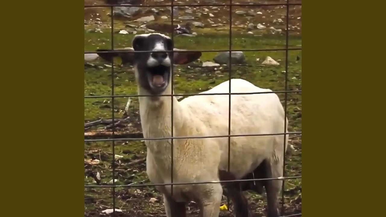 Mira Goat Sound Effect (FREE) .wav en YouTube Mira Goat Sound Effect (FREE) .wav en YouTube