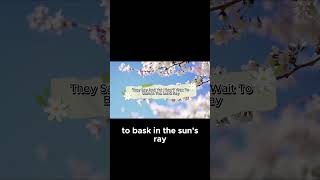 April Showers Bring May Flowers - Spring Poem  #poetry #thepoetrycorner #springpoems
