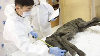 Liquid Blood Extracted From a 42,000 Years Old Foal Buried In Ice