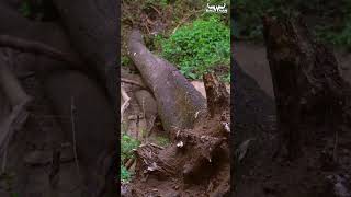 लकड़ी काटने की सबसे दमदार मशीन 🔥Balwaan CS-560 Chainsaw