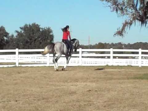 5 year old eventer horse for sale schooling dressa...