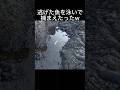 素手で14キロの魚捕まえてやったw #磯釣り