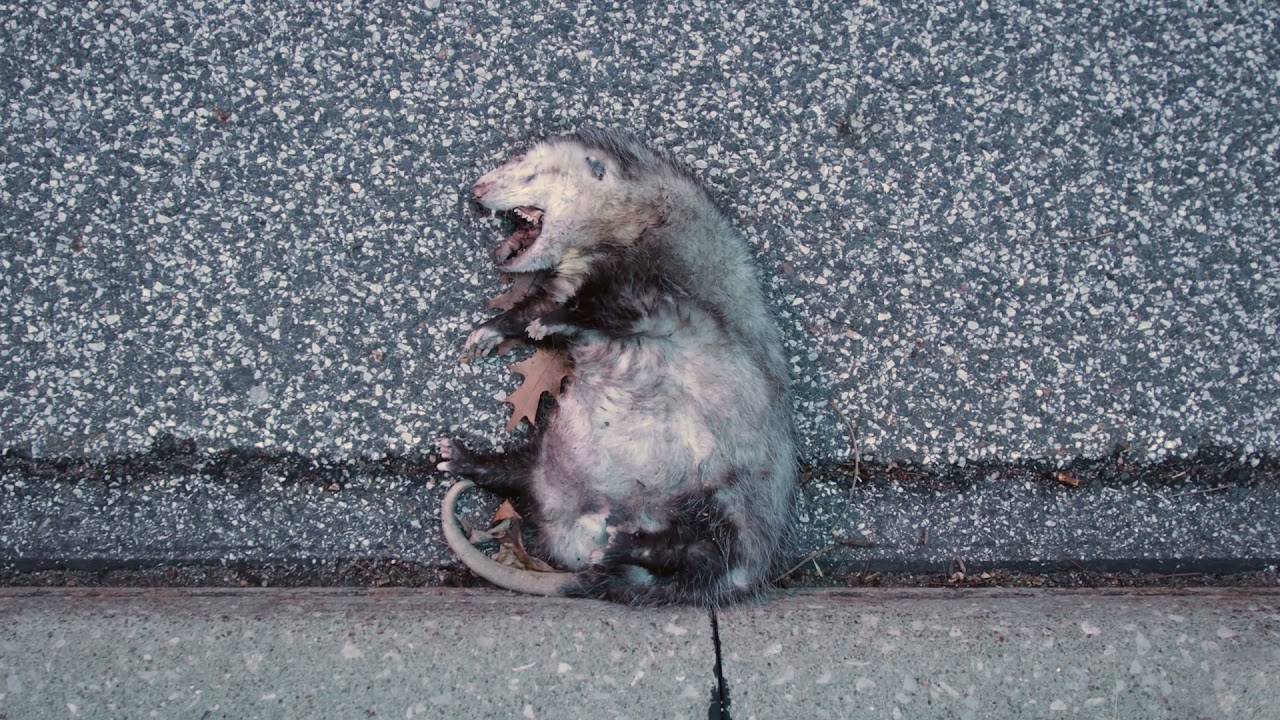 South Belvoir Boulevard (Opossum)