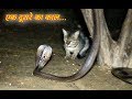 The Cobra snake Vs Common krait venomous snake rescue very dangerous situation by Murliwale hausla