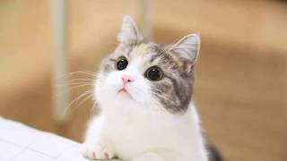 Download Lagu Ben Simon - TERTUNGGU | Cover Video By Melaykat MP3