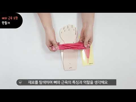 안다과학 3호2단계4주 뼈와 근육의 움직임을 관찰해요