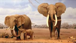 Khadja Nin  Wale Watu