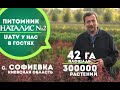 Питомник растений НАТАЛИС №2 в с. Софиевка, Киевская обл. (Моя земля, UATV)