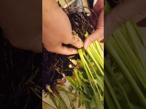 Video: Heptapleurum (25 Bilder): Vad är Denna Krukväxt? Vård I Hemmet. Fortplantning. Hur Skiljer Det Sig Från En Sheffler?