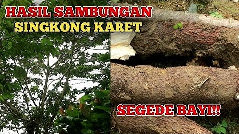 PANEN SINGKONG JUMBO,HASIL KAWINAN DENGAN SINGKONG KARET