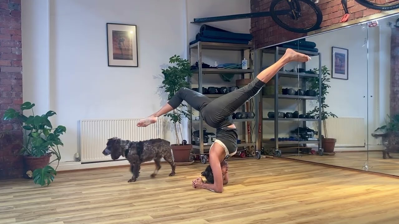 How to do the 5 breath Dharma Mitra Inversion for Tripsichore Yoga's Regular Decko