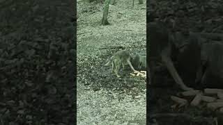 Rare occurrence #wildlife #2026 #motivation #animals #mountains #wolf #predator #youtubeshorts