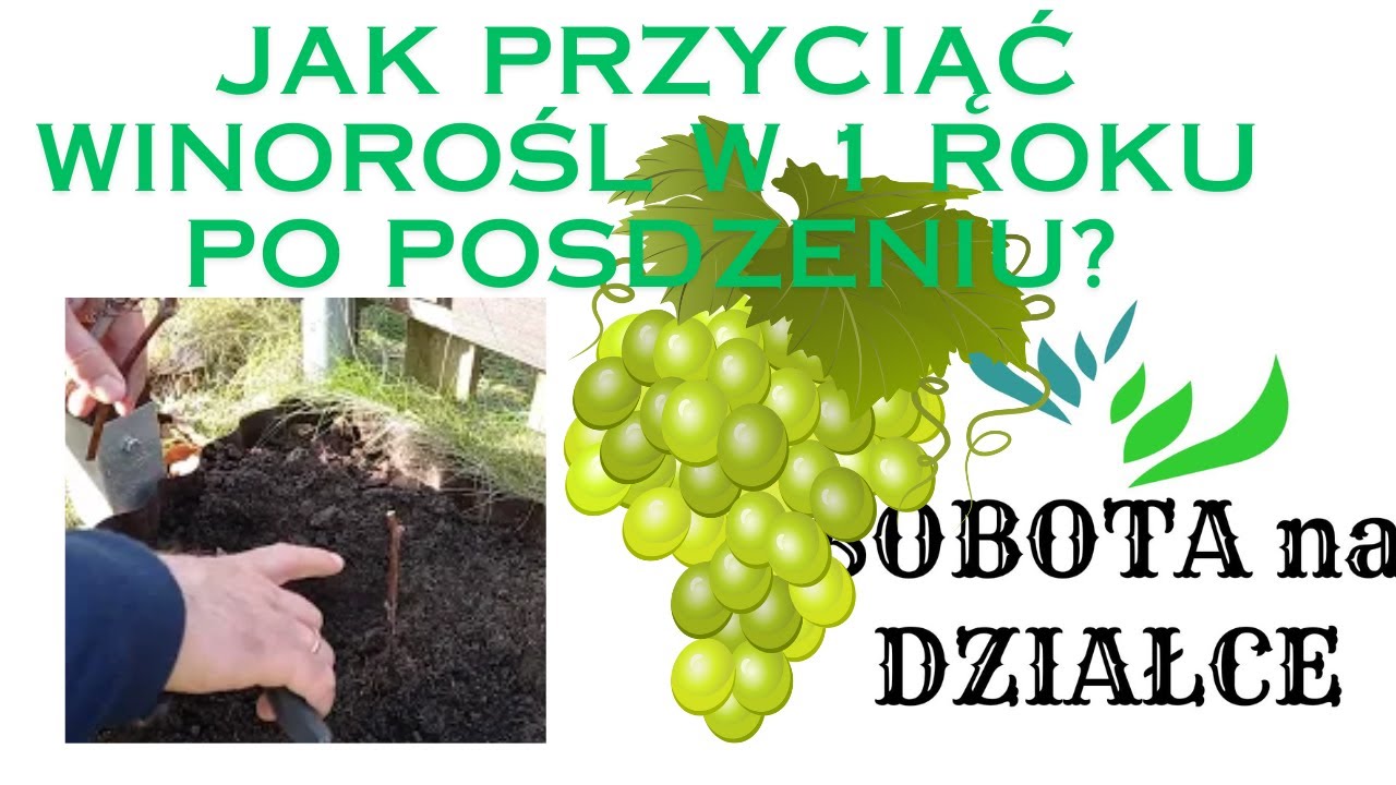 Jak przyciąć winorośl w 1roku po posadzeniu?