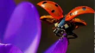 Krokus - Shot of Love